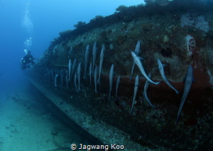A Group of SHARKSUCKER by Jagwang Koo 